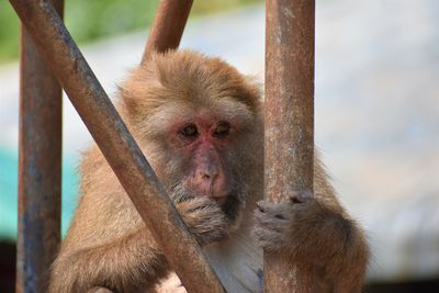 Close-up of monkey in monkey cave, chiang rai, thailand