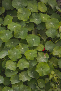 Full frame shot of leaves