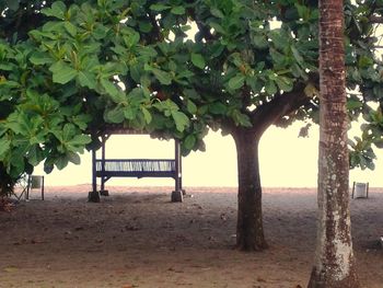 View of tree in park