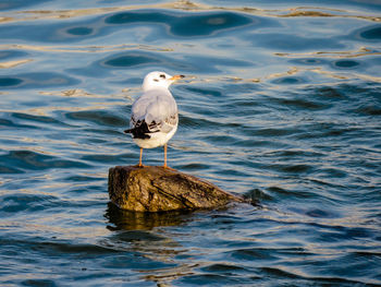 Seagull perching on rock in sea