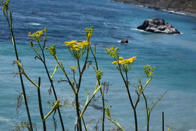 Plants growing on rocks by sea