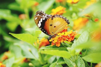 Close-up of butterfly pollinating on flower