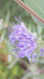 Close-up of purple flowers