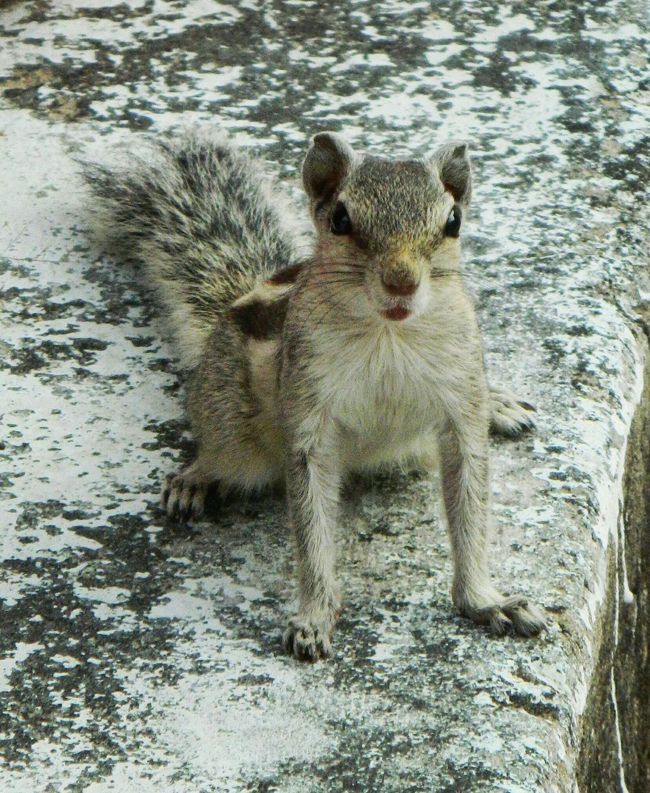 Angry squirrel