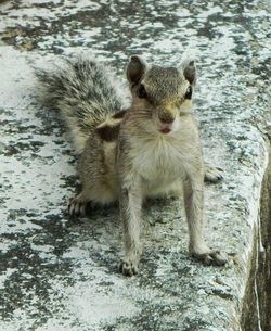 Portrait of squirrel sitting on retaining wall