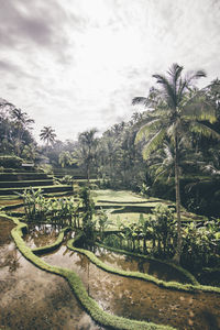 Palm trees in farm against sky