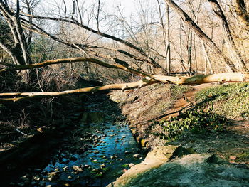 Reflection of trees in river