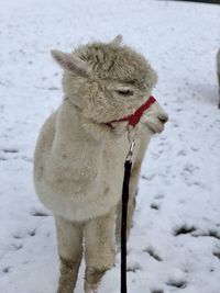 Dog on snow covered land