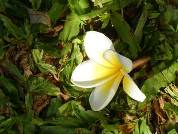 High angle view of white flower blooming outdoors