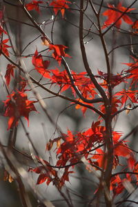 Close-up of red leaves on tree