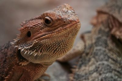 Close-up of lizard