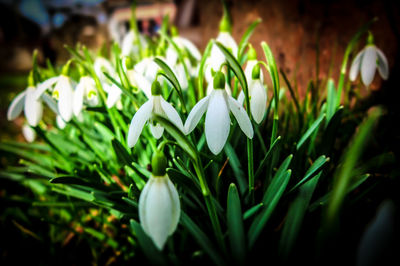 Close-up of white flowers