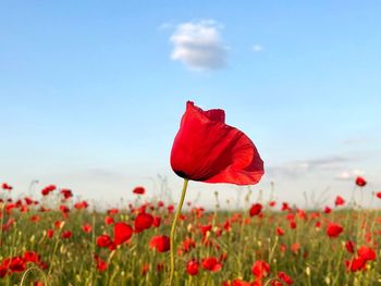 Close-up of red poppy flowers in field