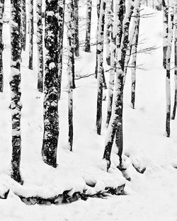 Snow covered trees on field