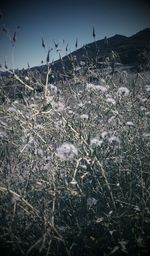 Plants growing on field