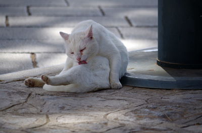 White cat sitting on footpath