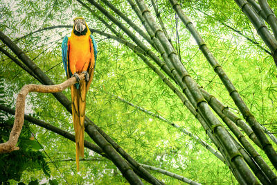 Low angle view of bird perching on tree in forest