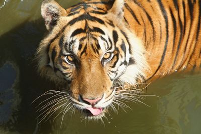 Close-up of a tiger