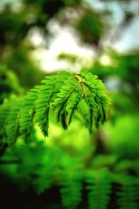 Close-up of green leaves on branch