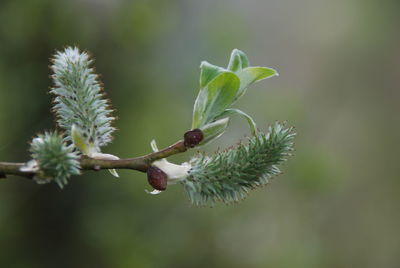 Close-up of flower buds