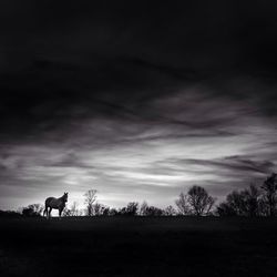 Cow grazing on field