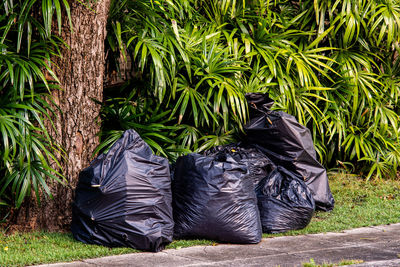 Garbage bag nature background of vertical garden with tropical green leaf