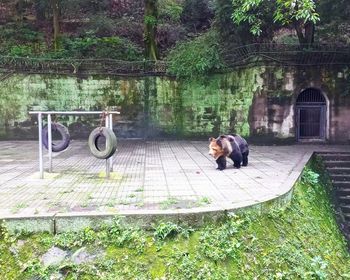 Dog sitting in a park