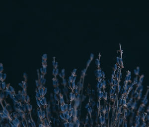 Lavender against the black background 