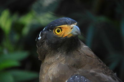 Close-up of eagle