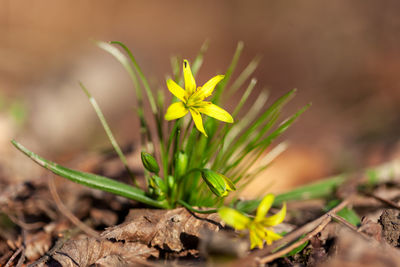 Close-up of yellow flowering plant on field