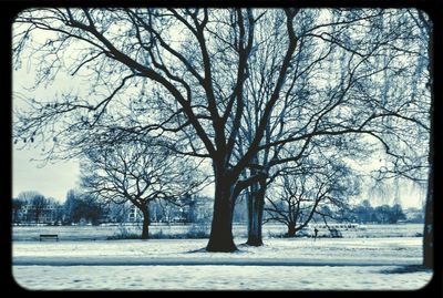 Bare trees on snow covered landscape