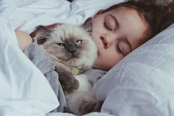 Portrait of ragdoll cat with sleeping girl on bed at home