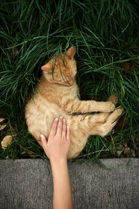 Cropped hand of woman holding cat