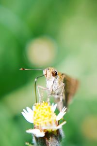 Close-up of insect on flower