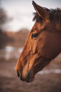 Close-up of a horse