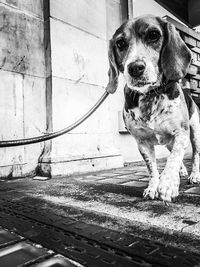 Close-up portrait of dog