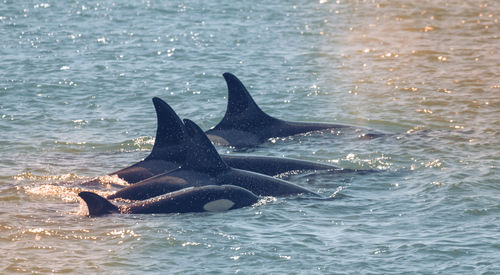 Close-up of whale swimming in sea