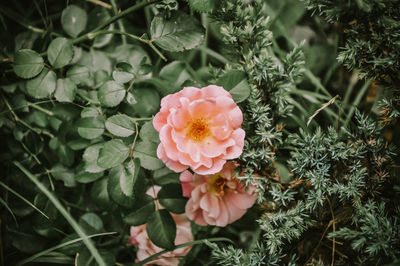 Close-up of pink rose