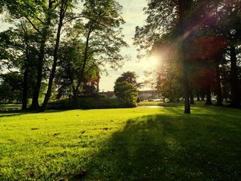 Sunlight streaming through trees on field