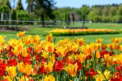 Beautiful colorful tulips in arboretum volcji potok in radomlje, slovenia.