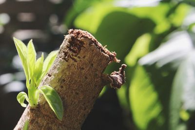 Close-up of lizard on tree