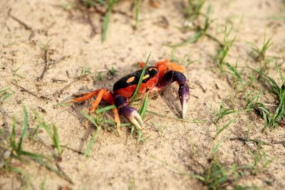 Crab on sand