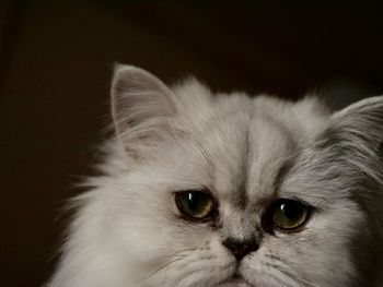 Close-up portrait of a cat