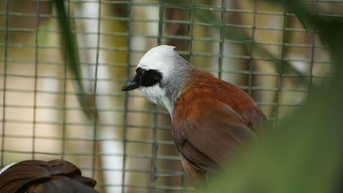 Close-up of bird perching in cage