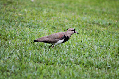 Side view of a bird on grass