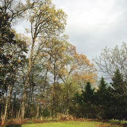 Trees growing on field