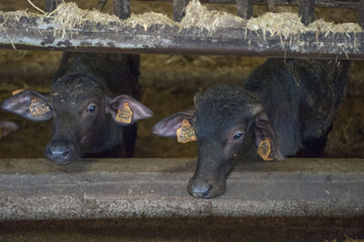 View of cows in pen