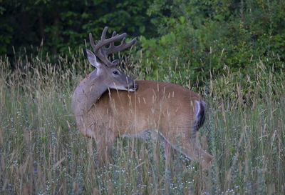 Deer in a field