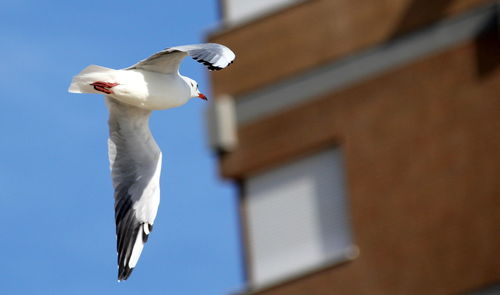 Low angle view of bird flying