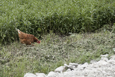 Bird on grassy field